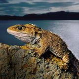 Klasse: Reptilien   Größe: bis zu 80 Zentimeter lang  Während der moderne Mensch vermutlich vor gerade einmal 200.000 Jahren entstanden ist, leben Brückenechsen wohl schon 600-mal länger auf der Erde – und haben sich in dieser Zeit fast nicht gewandelt. Zum Erfolgsrezept des hauptsächlich in der Dämmerung und Nacht aktiven Reptils, das sich auf einigen Inseln Neuseelands erhalten hat, zählt vielleicht seine Genügsamkeit: Im Winter kommt das Tier bis zu sechs Monate ohne Nahrung aus und reduziert seine Atemfrequenz auf einen Zug pro Stunde.