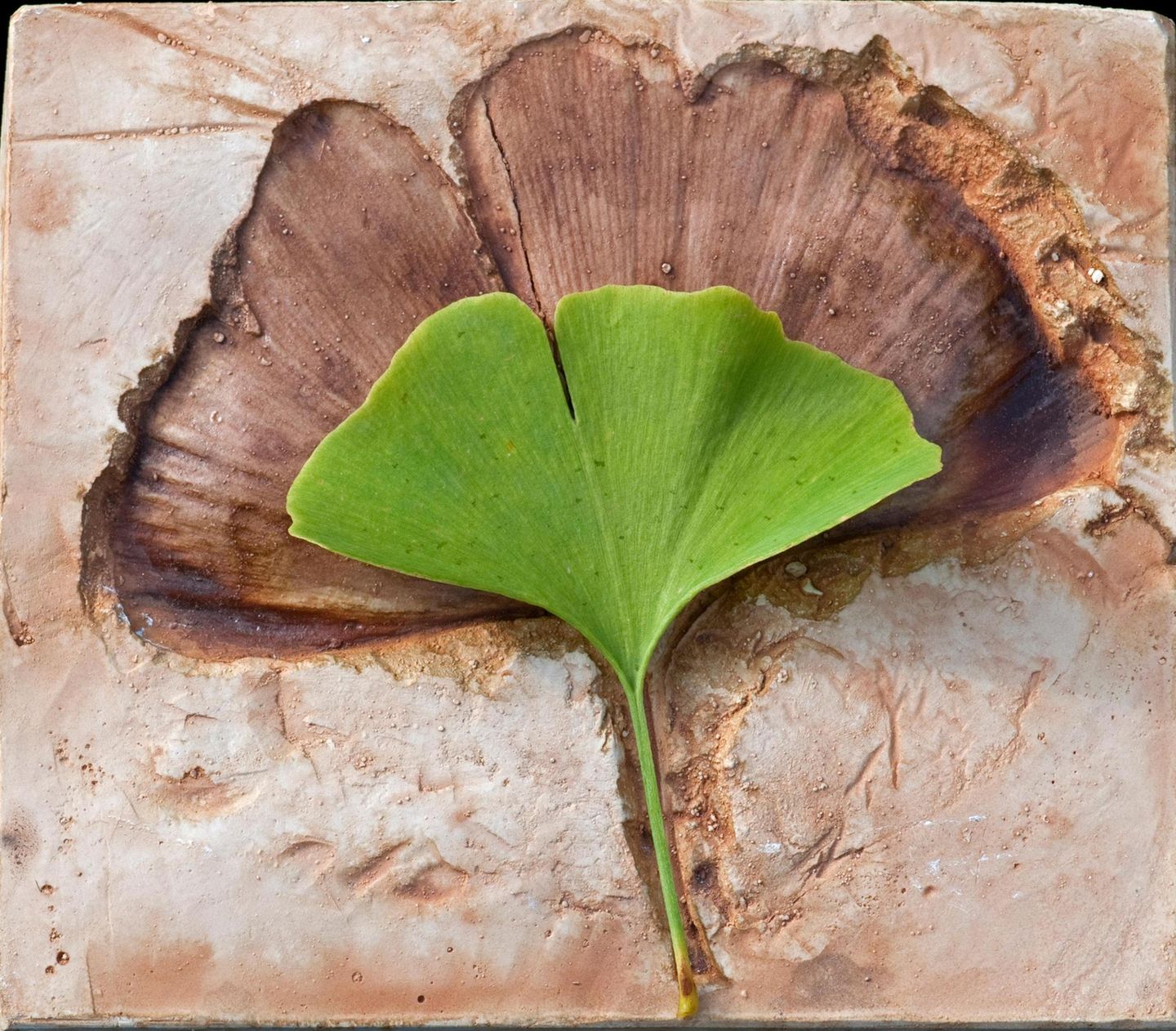 Ginkgo: existiert seit 250 Mio. Jahren Ginkgo-Blatt