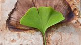 Ginkgo-Blatt