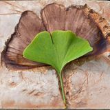 Ginkgo-Blatt