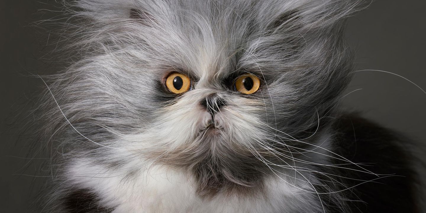 Bei der seltenen Hypertrichose wachsen Katzenhaare unkontrolliert – oft samt Krallenverdickung
