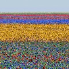 Ein Blumenfeld, welches durch leuchtende Farben wie Rot, Violett und Gelb in unterschiedliche Abschnitte eingeteilt wird