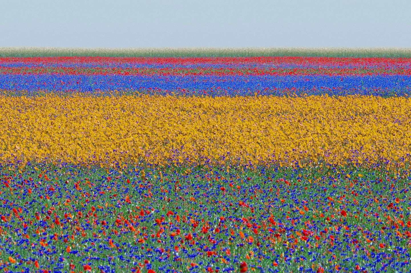 Ein Blumenfeld, welches durch leuchtende Farben wie Rot, Violett und Gelb in unterschiedliche Abschnitte eingeteilt wird