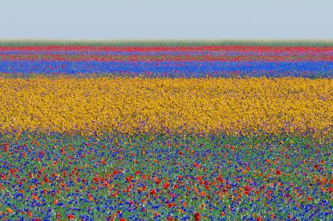 Ein Blumenfeld, welches durch leuchtende Farben wie Rot, Violett und Gelb in unterschiedliche Abschnitte eingeteilt wird