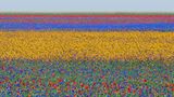 Ein Blumenfeld, welches durch leuchtende Farben wie Rot, Violett und Gelb in unterschiedliche Abschnitte eingeteilt wird