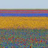 Ein Blumenfeld, welches durch leuchtende Farben wie Rot, Violett und Gelb in unterschiedliche Abschnitte eingeteilt wird
