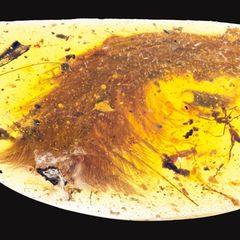 Keine Pflanze, sondern ein Teil eines Dinosauriers: der gefiederte Schwanz eines kleinen Fleischfressers