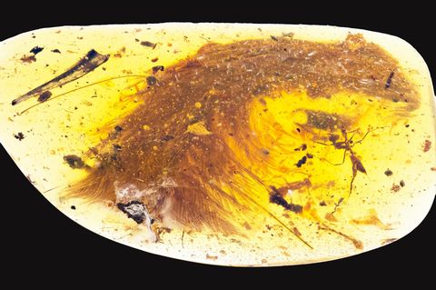 Keine Pflanze, sondern ein Teil eines Dinosauriers: der gefiederte Schwanz eines kleinen Fleischfressers