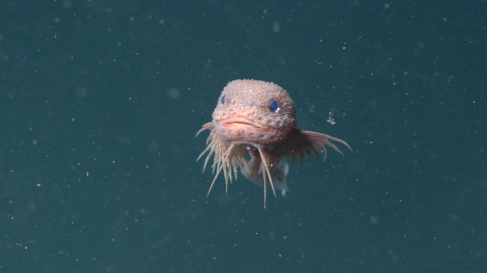 Der Bucklige Scheibenbauch (Careproctus colliculi)