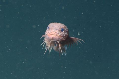 Der Bucklige Scheibenbauch (Careproctus colliculi)