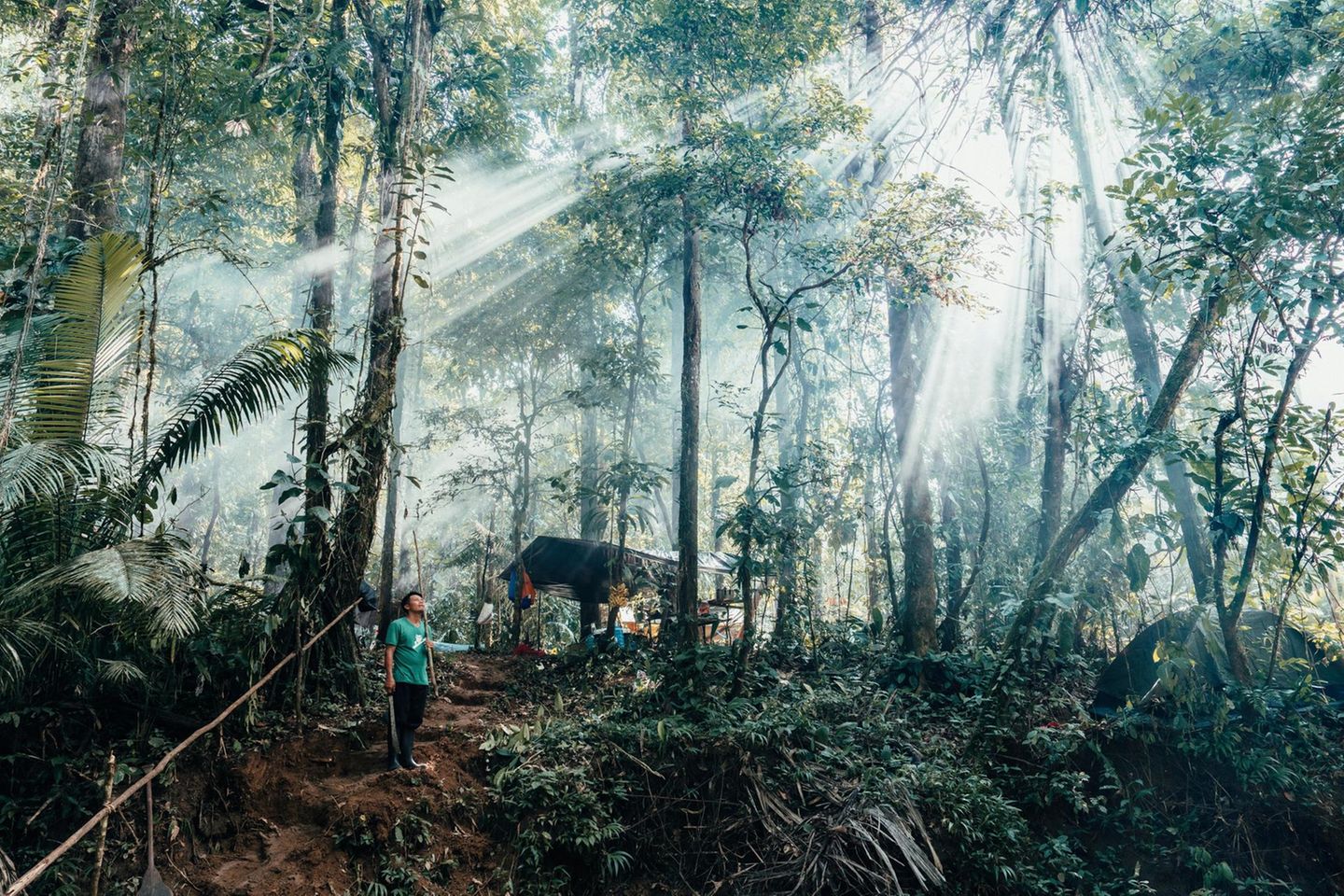 Regenwald im Nationalpark Yasuní in Ecuador