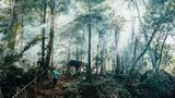 Regenwald im Nationalpark Yasuní in Ecuador