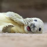 Au Backe! Was mag diese junge Kegelrobbe, fotografiert von julia_siebt, erblickt haben? Ein Fressfeind wird es kaum sein. Schließlich sind ausgewachsene Kegelrobben die größten Raubtiere Deutschlands.