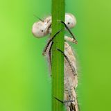 Geht's noch? Diese Blaue Federlibelle scheint hinter dem Halm, an den sie sich klammert, vor dem aufdringlichen Makroobjektiv von emakaero Schutz zu suchen.