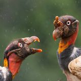 "Du hast gesagt, es gibt heute keinen Regen!" Diese lebhafte Diskussion zweier farbenfroher Königsgeier hielt barbaravanbuerck im Foto fest.