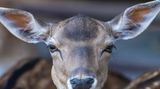 Vielleicht hat fotografie_ronjaulrike einfach nur im falschen Moment den Auslöser gedrückt? So, nunja, beschränkt, wie dieses weibliche Tier auf dem Foto dreinschaut, sind Damhirsche nämlich gar nicht.