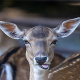 Vielleicht hat fotografie_ronjaulrike einfach nur im falschen Moment den Auslöser gedrückt? So, nunja, beschränkt, wie dieses weibliche Tier auf dem Foto dreinschaut, sind Damhirsche nämlich gar nicht.