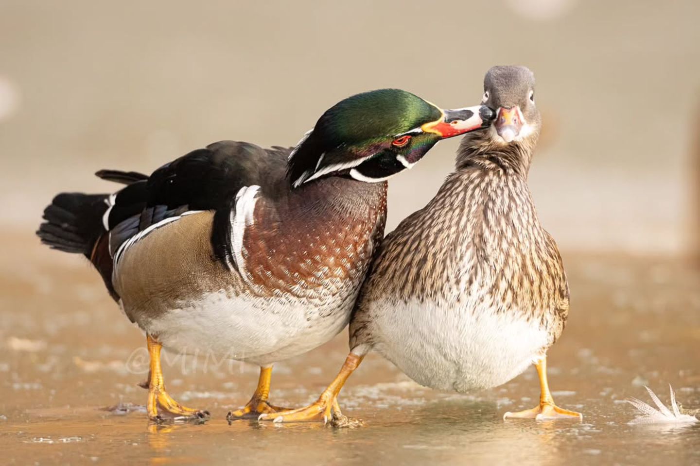 Mit ungestümen Zärtlichkeiten sollte man besonders auf blankem Eis vorsichtig sein. Dieser Brautenten-Erpel, fotografiert von mimi_nature1706, bringt seine Angebetete, eine Mandarinente, glatt aus dem Gleichgewicht.