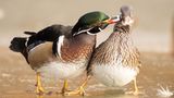 Mit ungestümen Zärtlichkeiten sollte man besonders auf blankem Eis vorsichtig sein. Dieser Brautenten-Erpel, fotografiert von mimi_nature1706, bringt seine Angebetete, eine Mandarinente, glatt aus dem Gleichgewicht.