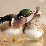 Mit ungestümen Zärtlichkeiten sollte man besonders auf blankem Eis vorsichtig sein. Dieser Brautenten-Erpel, fotografiert von mimi_nature1706, bringt seine Angebetete, eine Mandarinente, glatt aus dem Gleichgewicht.