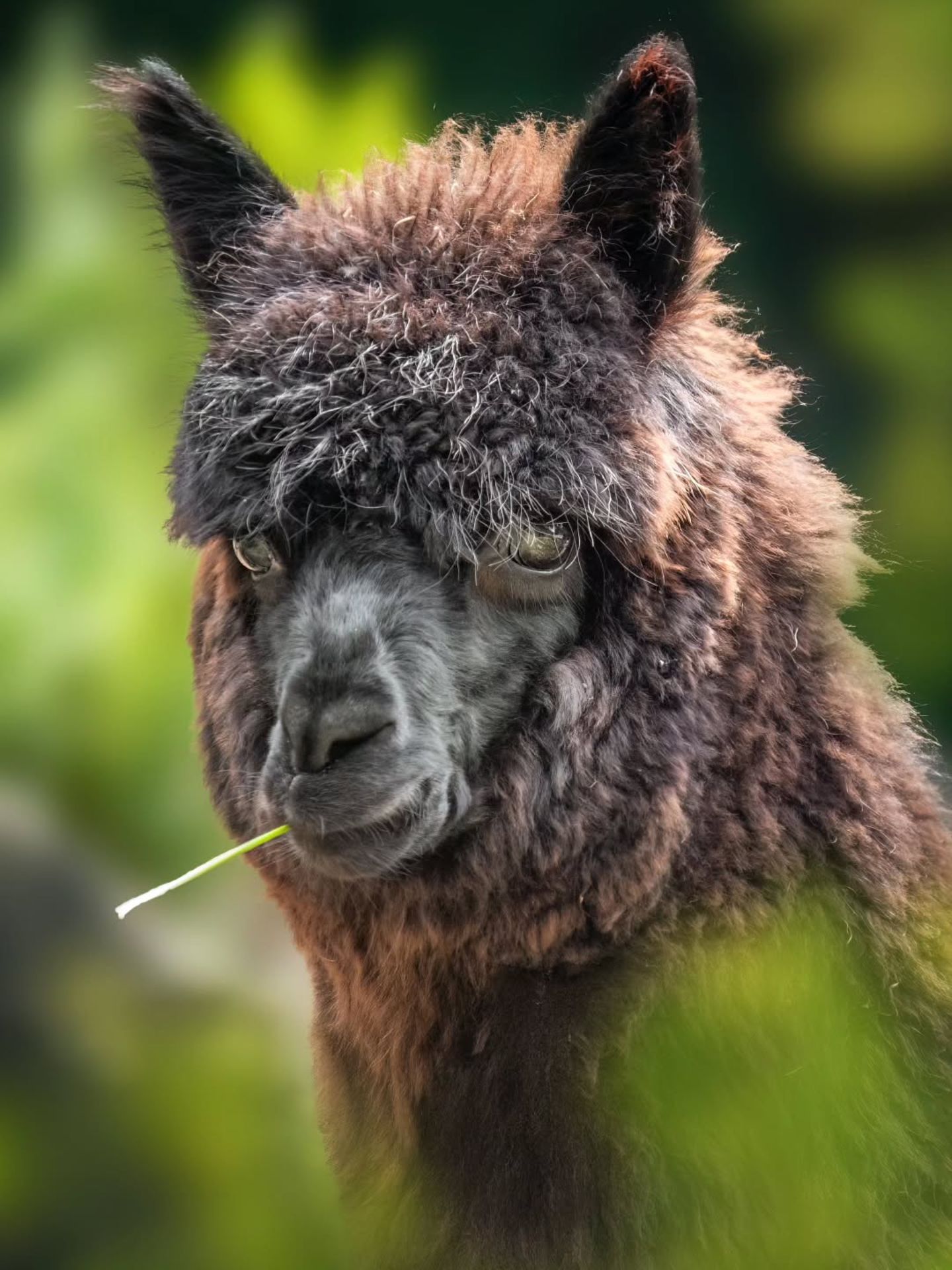 Kann ich noch kurz meinen Halm zu Ende kauen? Was uns dieses perfekt frisierte Alpaka, fotografiert von taniawolthaus_fotografie, wirklich mitteilen will, werden wir wohl nie erfahren. 