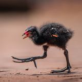 Keine Fotomontage, keine KI: Junge Teichhühner, hier in einem Foto von jan.wittmer.foto, haben tatsächlich fast lachhaft große Füße. Für ihr Überleben ist das allerdings von Vorteil. Denn gerade Jungtiere haben viele Feinde.