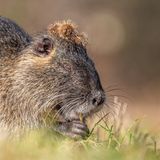 Dieses ansonsten eher schmucklose Nutria – ein Säugetier, das ursprünglich aus Südamerika stammt – erwischte steyle.wildlife mit einer Krone aus Kletten.