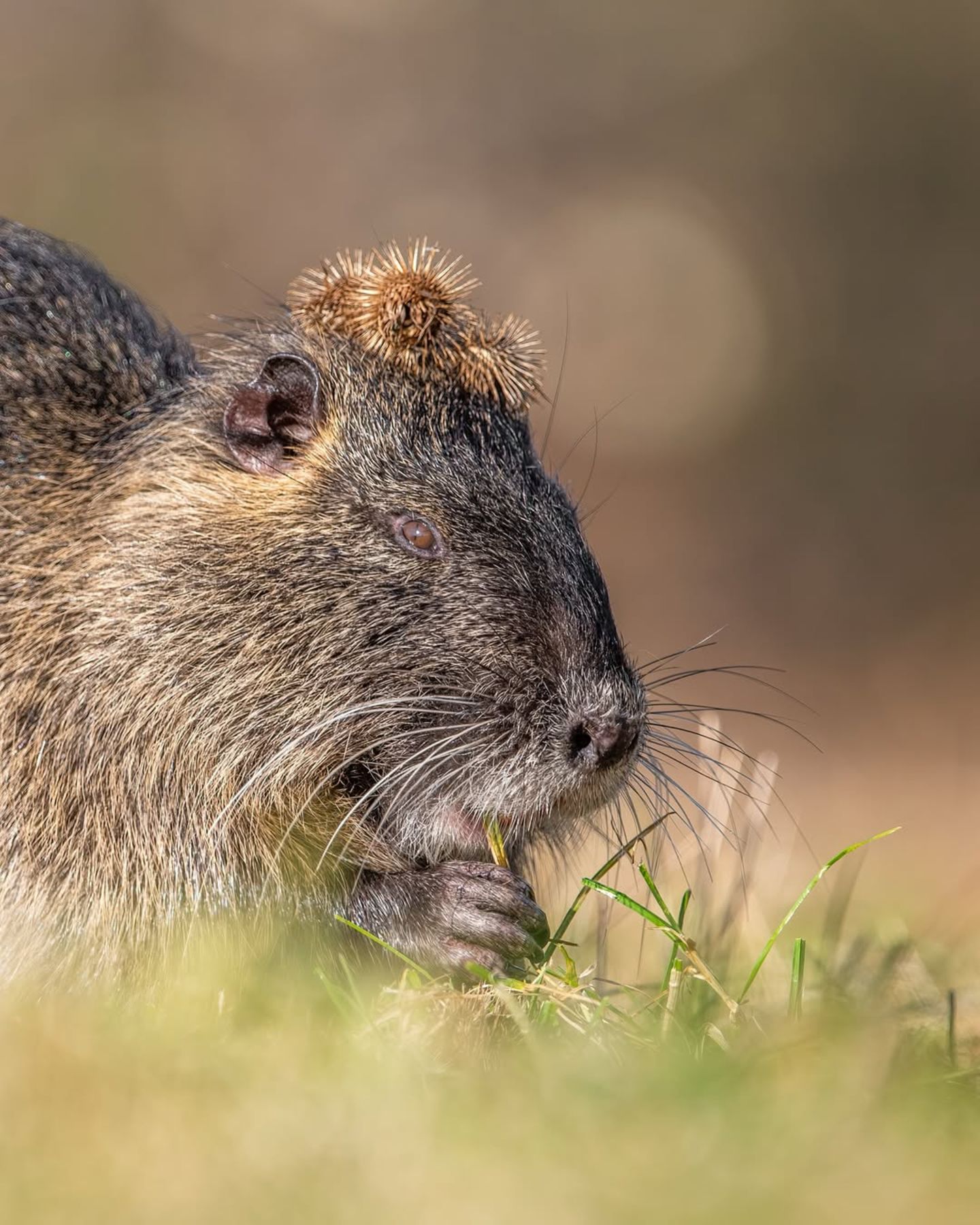 Dieses ansonsten eher schmucklose Nutria – ein Säugetier, das ursprünglich aus Südamerika stammt – erwischte steyle.wildlife mit einer Krone aus Kletten.