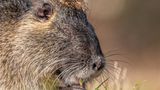 Dieses ansonsten eher schmucklose Nutria – ein Säugetier, das ursprünglich aus Südamerika stammt – erwischte steyle.wildlife mit einer Krone aus Kletten.