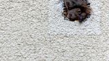 Diese beiden Eichhörnchen, fotografiert von mr.waldlife, haben es sich hinter der gedämmten Fassade eines Gebäudes gemütlich gemacht. Vielleicht hat ein Specht Vorarbeit geleistet?