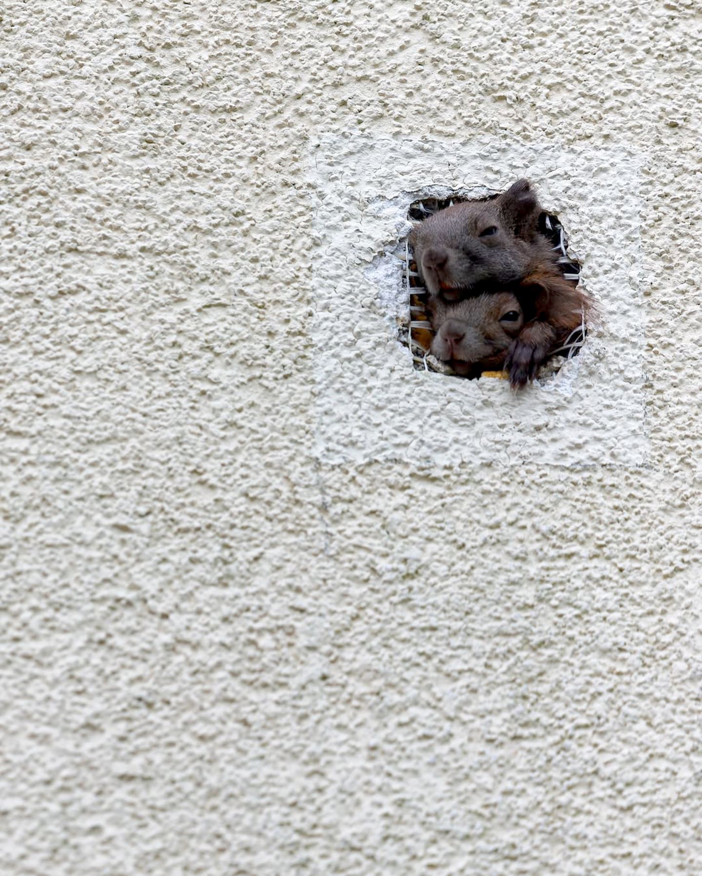 Diese beiden Eichhörnchen, fotografiert von mr.waldlife, haben es sich hinter der gedämmten Fassade eines Gebäudes gemütlich gemacht. Vielleicht hat ein Specht Vorarbeit geleistet?