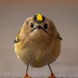 Mürrischer Vogel: Was den schlecht gelaunten Gesichtsausdruck anbelangt, läuft dieses Wintergoldhähnchen, fotografiert von jan.wittmer.foto, jeder grumpy cat den Rang ab.