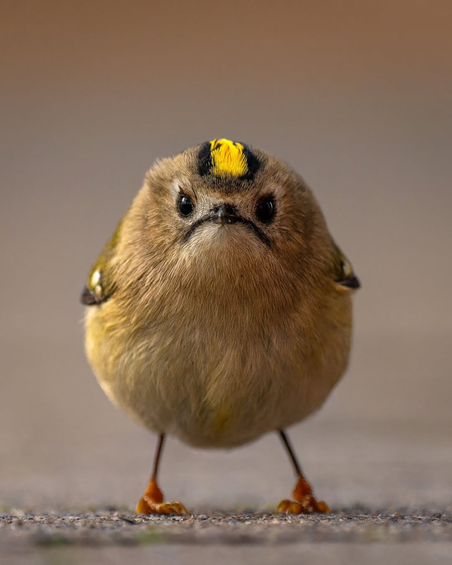 Mürrischer Vogel: Was den schlecht gelaunten Gesichtsausdruck anbelangt, läuft dieses Wintergoldhähnchen, fotografiert von jan.wittmer.foto, jeder grumpy cat den Rang ab.