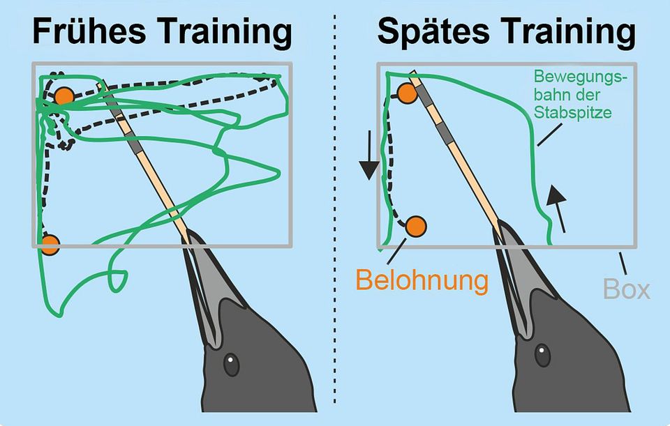 Aufzeichnungen der Bewegung der Stabspitze zeigen: Mit der Zeit setzen die Krähen ihr Werkzeug wesentlich präziser ein