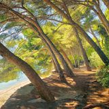 Pinienwald auf Mallorca