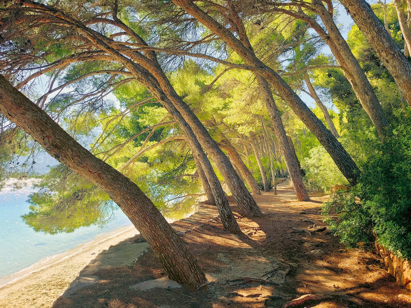 Pinienwald auf Mallorca