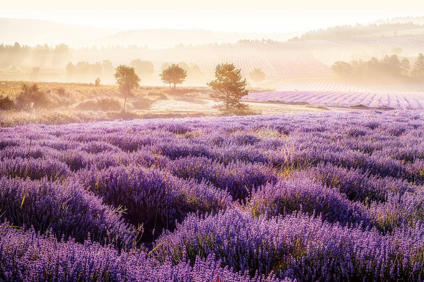 Lavendelfelder in der Provence im Lilakleid