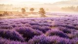 Lavendelfelder in der Provence im Lilakleid