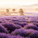 Lavendelfelder in der Provence im Lilakleid