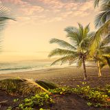 Im Licht des Sonnenaufgangs wehen Palmen am Strand