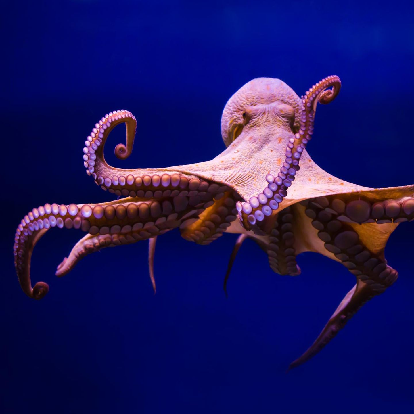 Octopus Vulgaris