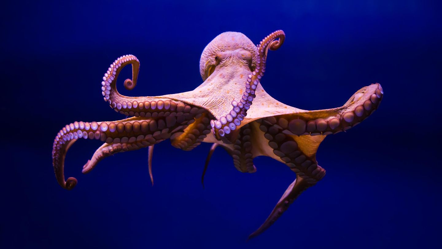 Faszinierende-Aufnahmen-Forschende-entschl-sseln-die-komplexen-Armbewegungen-der-Kraken