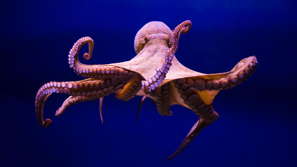 Octopus Vulgaris