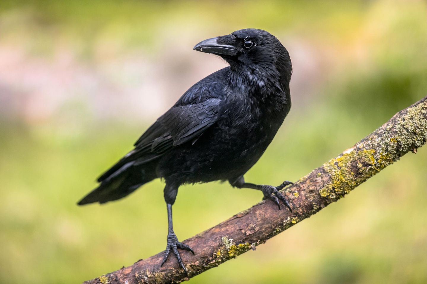 Schlauer Vogel: Die Rabenkrähe ist eine von fünf Arten der Gattung Corvus, die auch in Deutschland heimisch ist
