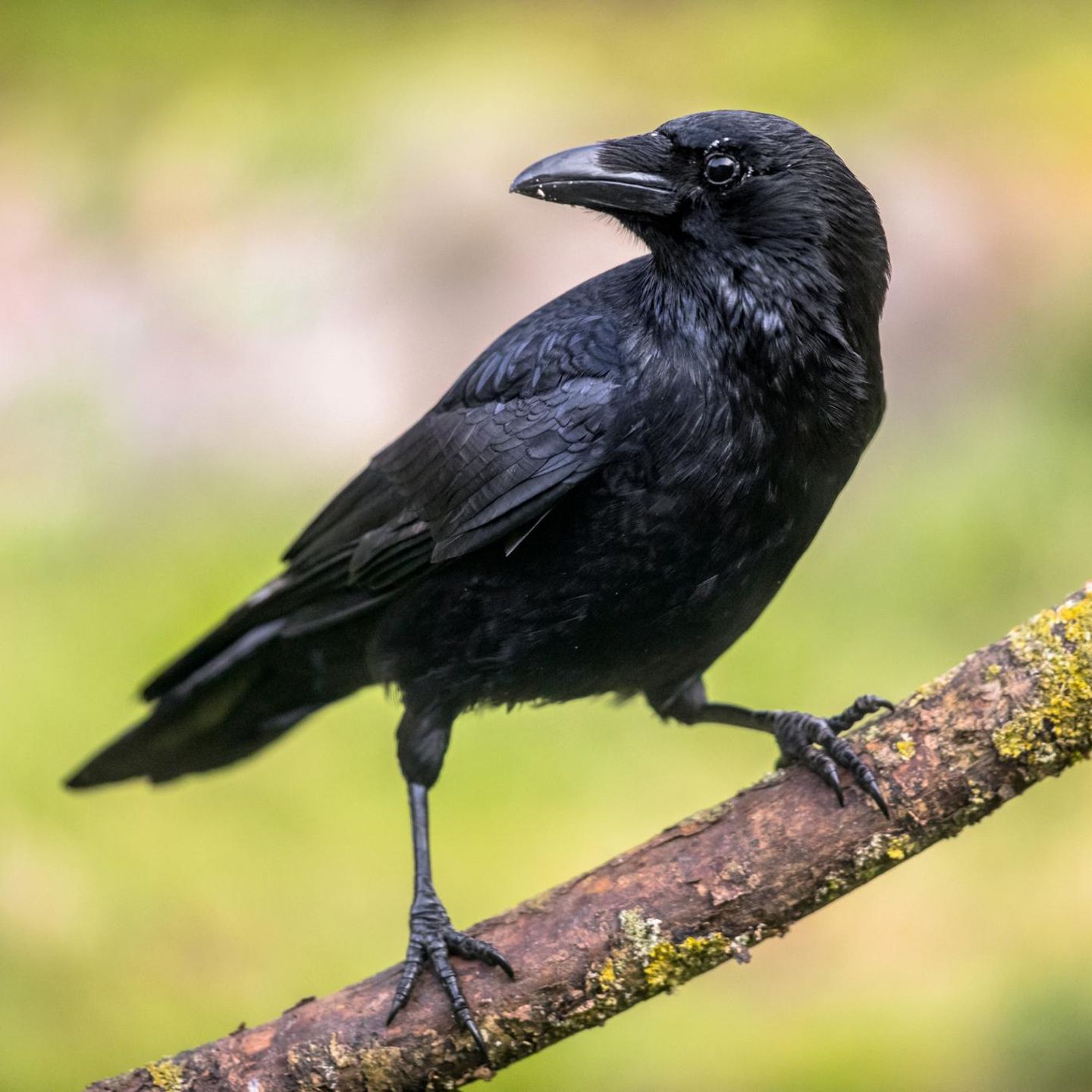 Schlauer Vogel: Die Rabenkrähe ist eine von fünf Arten der Gattung Corvus, die auch in Deutschland heimisch ist