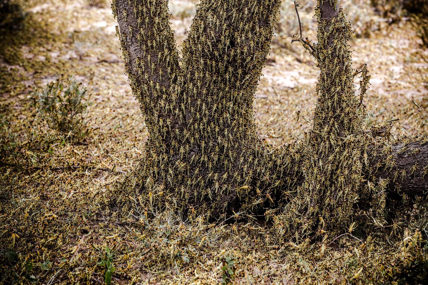 Hunderte Wüstenheuschrecken auf einem Baum