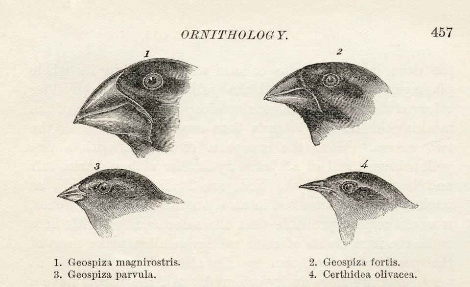 Historische Zeichnung von vier Vogelköpfen mit unterscheidlichen Schnäbeln