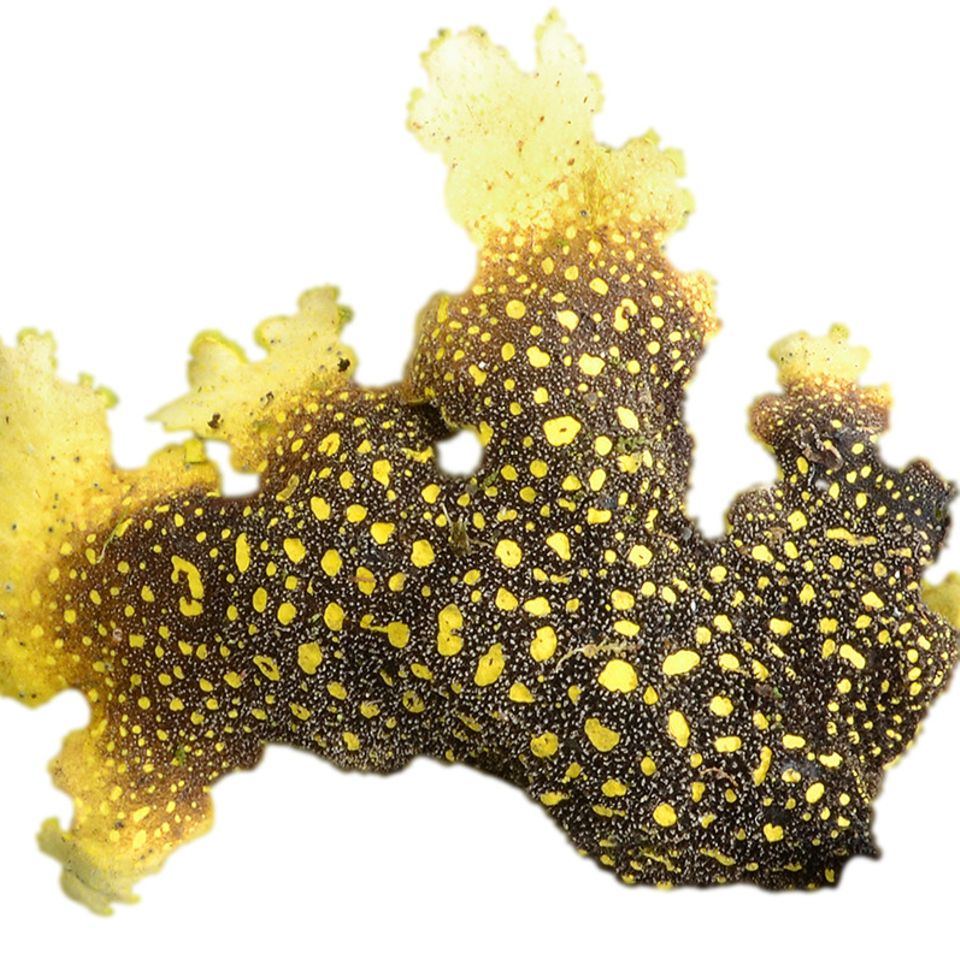 Seite 3 Coccocarpia prolificans