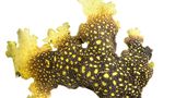 Dreiecksbeziehungen, völlig reibungslos Seite 3 Coccocarpia prolificans