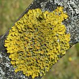 S. 37 Ein häufiger Anblick in Westeuropa  und zunehmend auch  anderswo auf der Welt: X. parietina  findet sich oft in nährstoffreichen,  synanthropen Umgebungen, wie  Mauern oder Park- und Straßenbäumen.